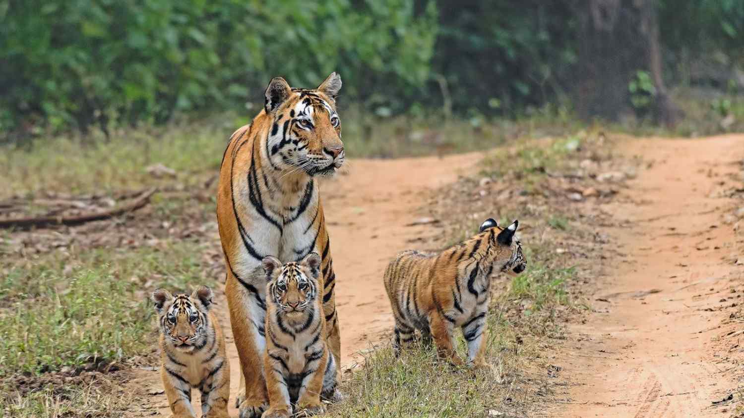 kanha tigers